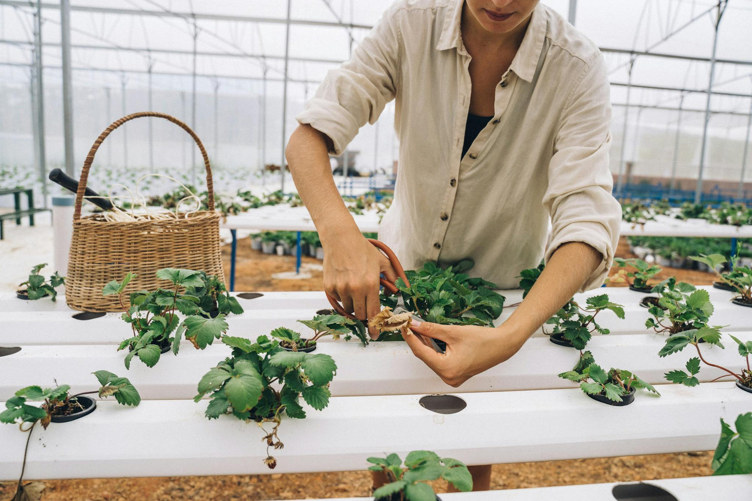 Titan Hydroponics